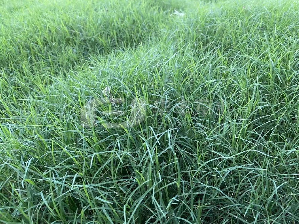 草坪建植的方法主要分為哪兩種？