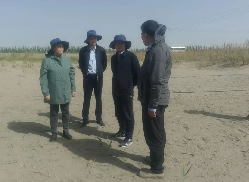 中國(guó)科學(xué)院曹曉風(fēng)院士五一期間，不辭辛苦，親臨指導(dǎo)“田菁”在沙漠鹽堿地種植