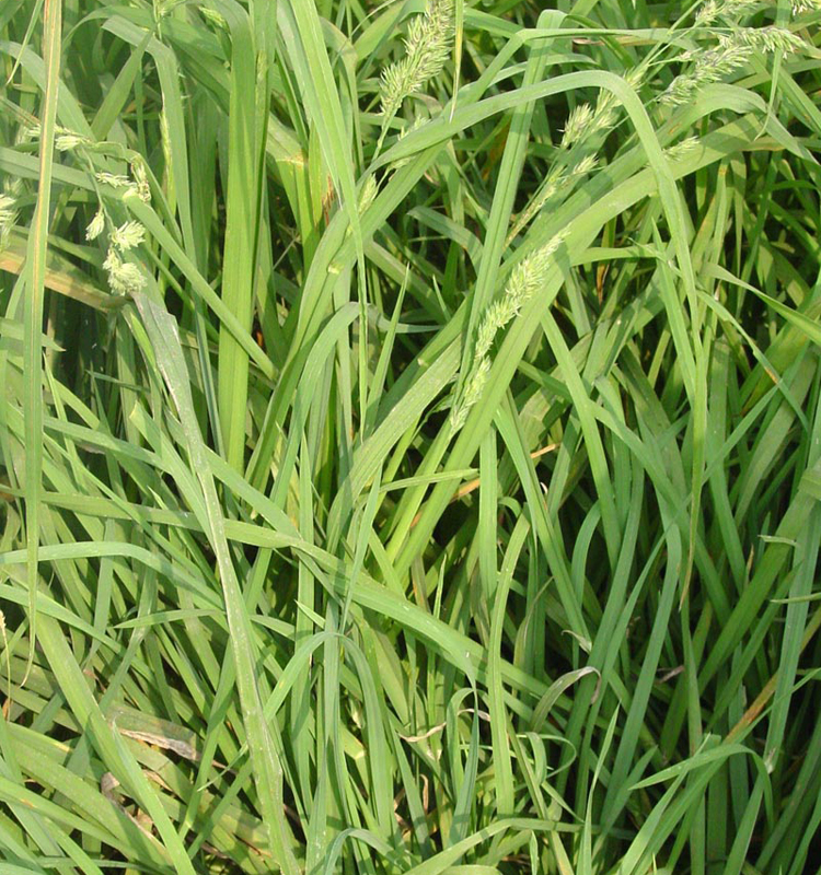 “啟能”鴨茅——耐熱、耐旱多年生牧草