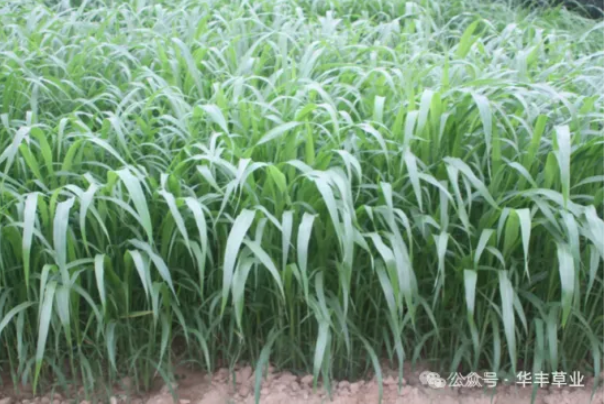 標(biāo)兵高丹草：強(qiáng)再生力，多茬刈割