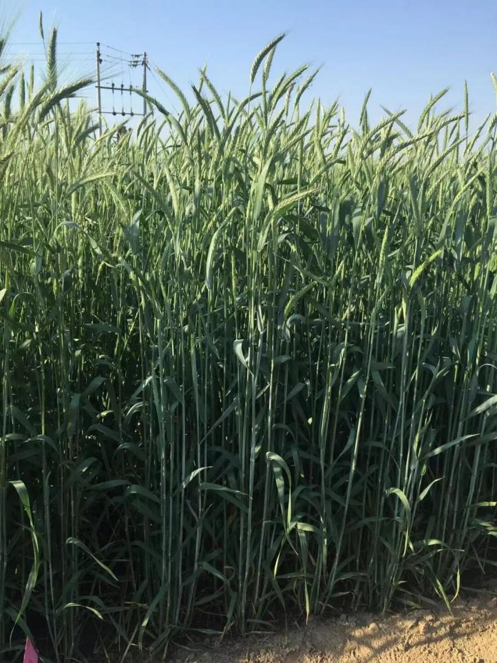 “捷達(dá)”冬牧70黑麥