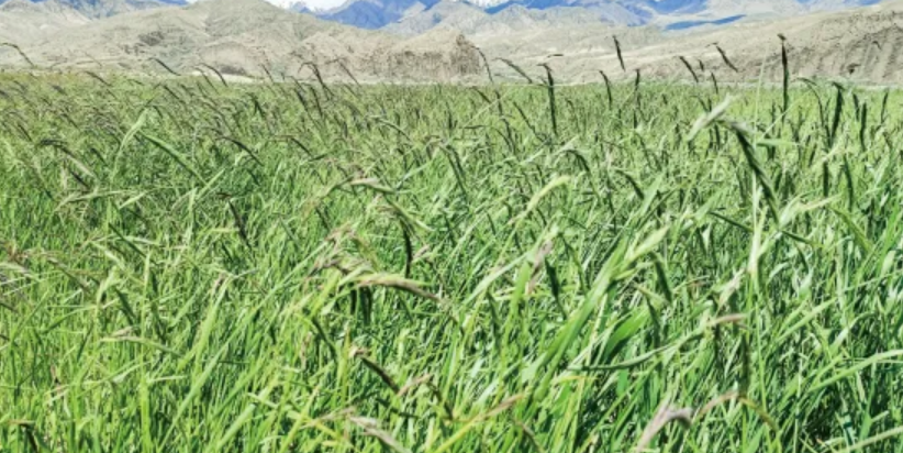 “長(zhǎng)矛”披堿草