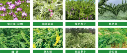 綠肥：有機農(nóng)業(yè)的 “肥力核心”