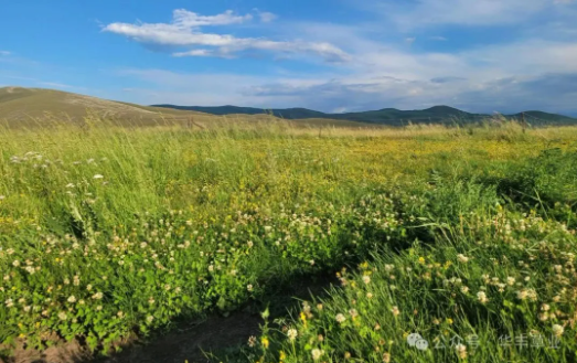 混播草地建植技術(shù)