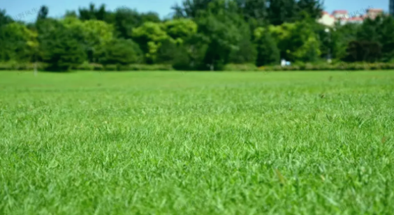 草坪選種糾結(jié)癥？這款「紳士」黑麥草，讓養(yǎng)護(hù)變輕松！